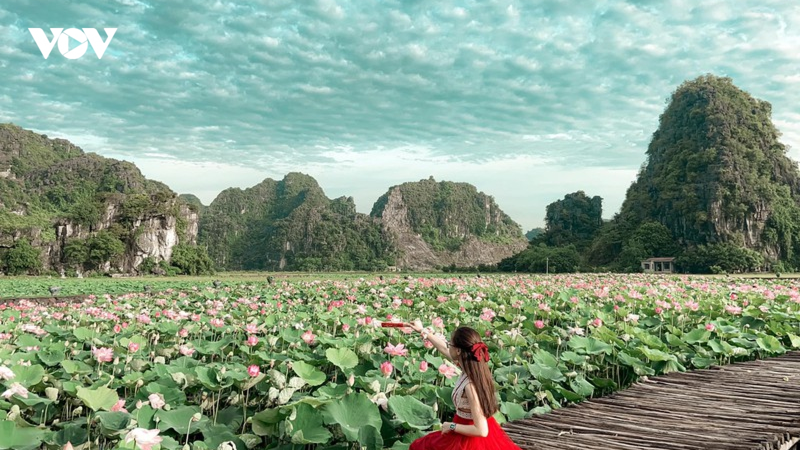 Sen miền Bắc đã tàn, hồ sen Ninh Bình vẫn nở rộ hút khách du lịch