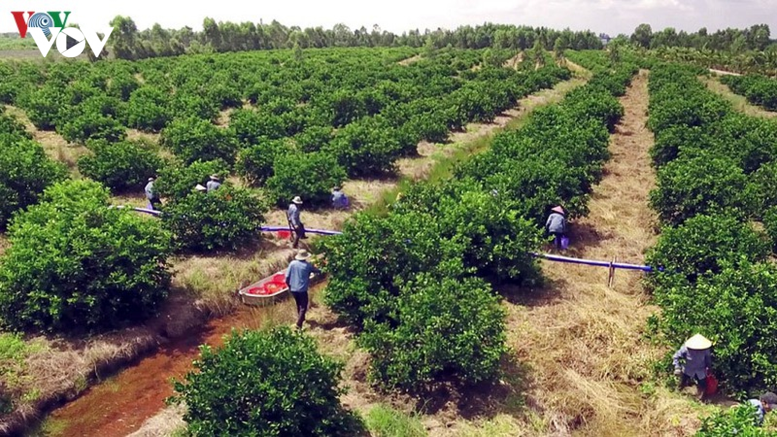 Hơn 20.000 DN xuất khẩu tại TP HCM sẵn sàng tận dụng cơ hội từ EVFTA