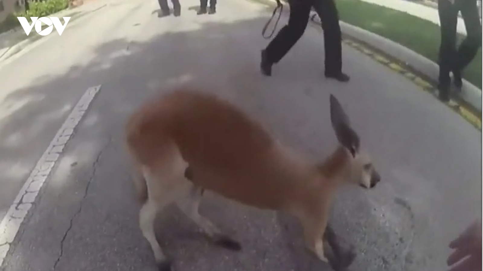 Video: Cảnh sát Mỹ nỗ lực “túm cổ” một chú kangaroo sổng chuồng