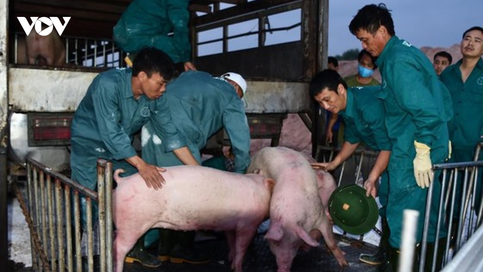 Thái Lan giảm xuất khẩu thịt heo sang Việt Nam