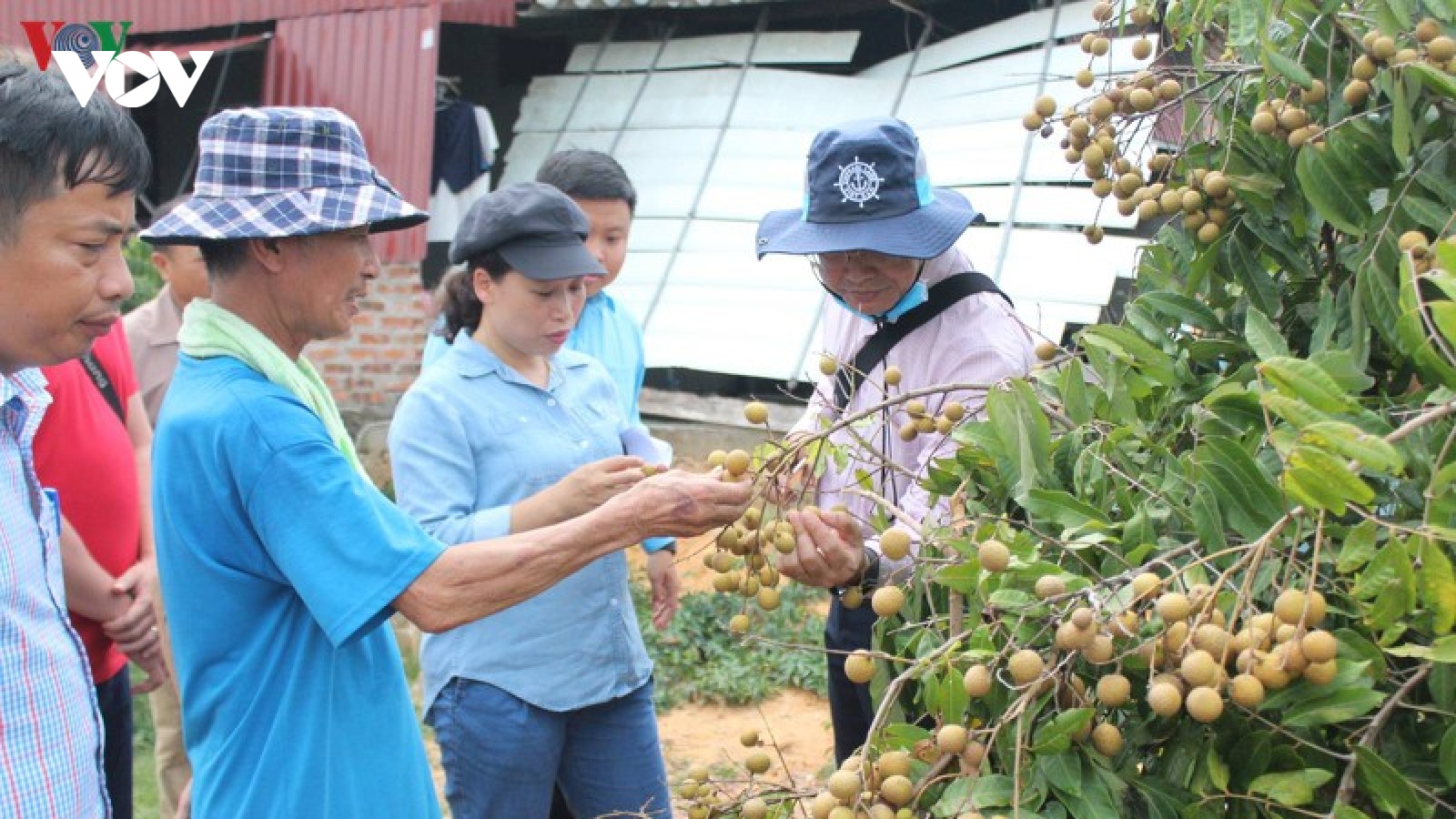 Hải Dương hình thành 4 vùng trồng nhãn xuất khẩu