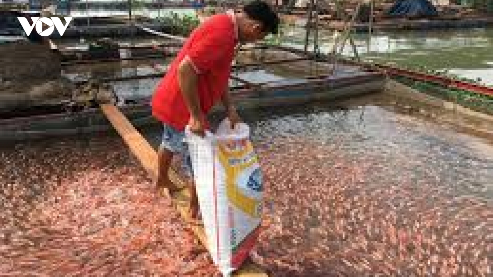 “Hốt bạc” từ nghề nuôi cá lồng trên sông