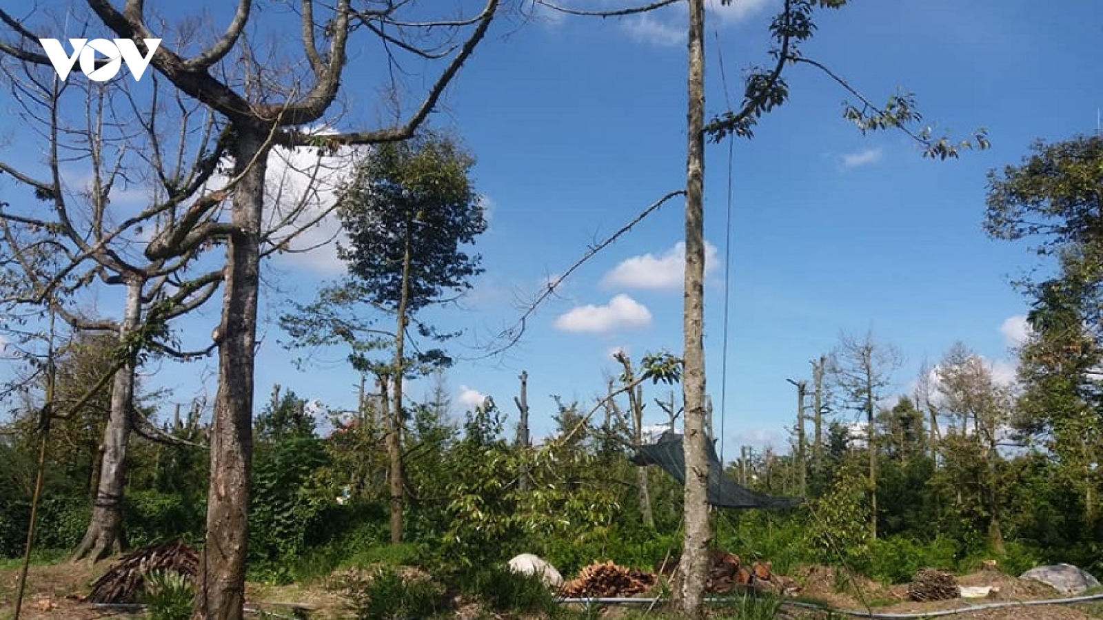 Cây sầu riêng chết hàng loạt, nhà vườn Tiền Giang ồ ạt phá bỏ vườn cây
