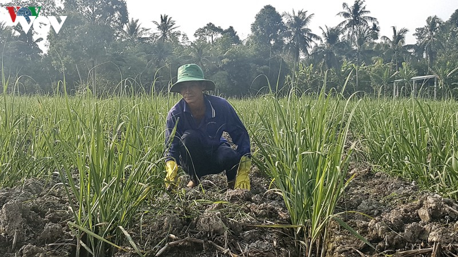 Thua lỗ nặng, nông dân Hậu Giang bỏ mía trồng cây khác