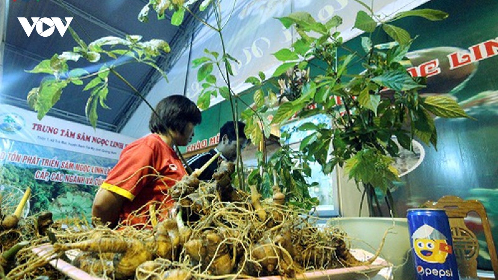 Mua thiết bị để phát hiện sâm Ngọc Linh giả mạo