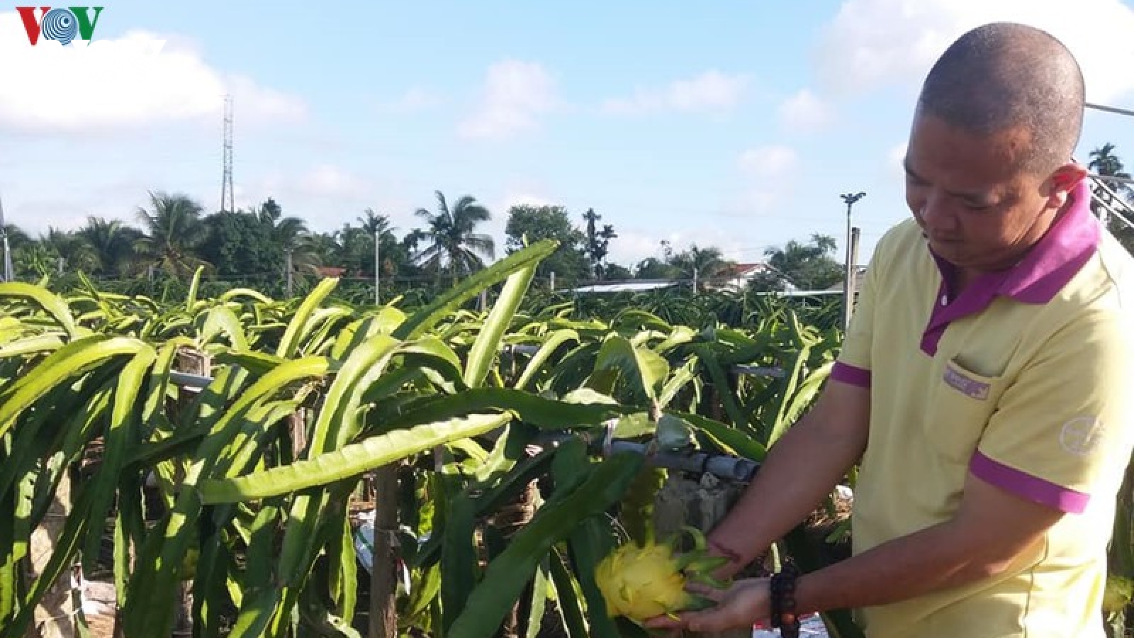Làm giàu từ mô hình trồng thanh long giống mới, thích ứng hạn mặn