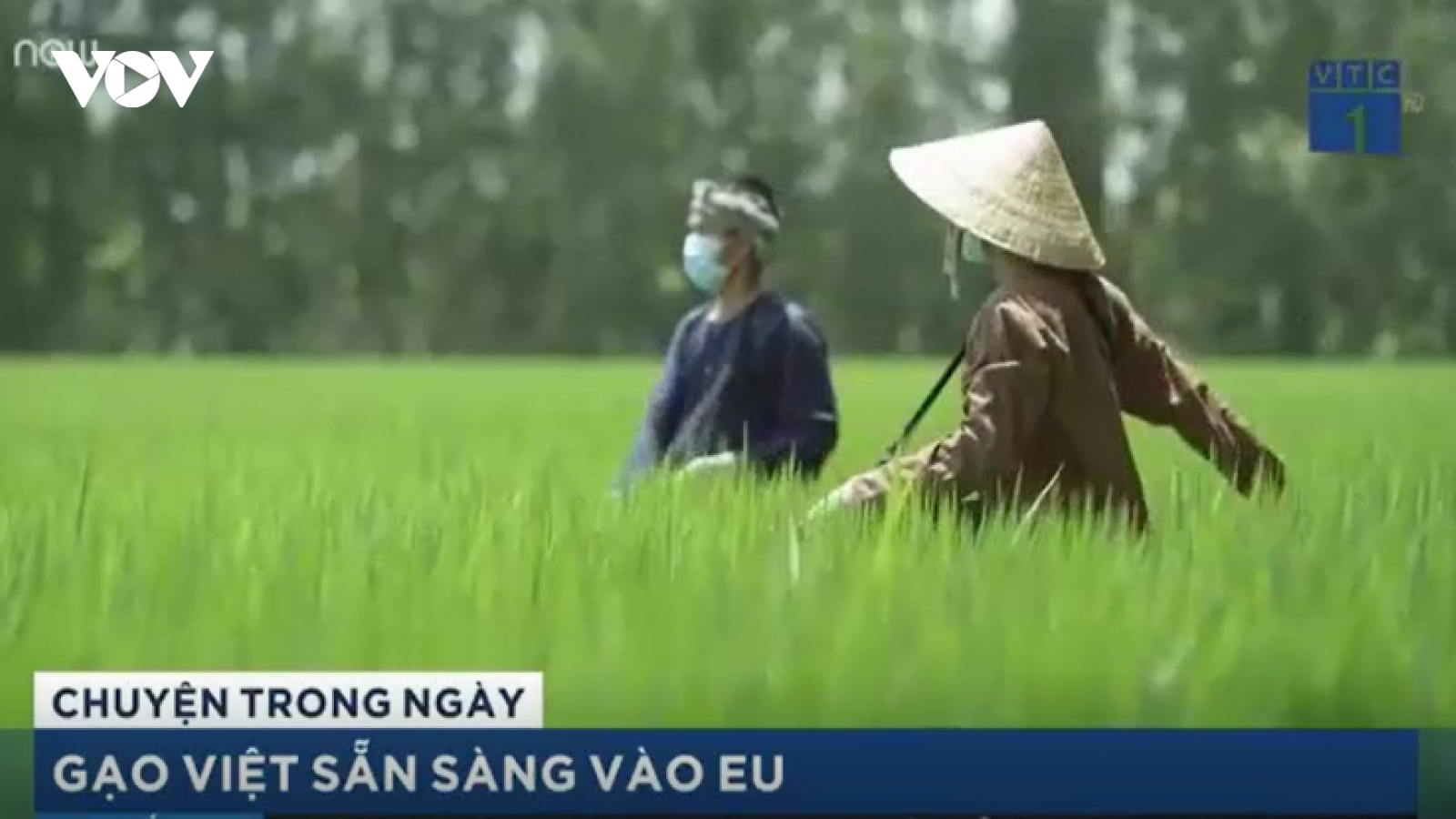 Gạo Việt sẵn sàng tiến bước vào EU