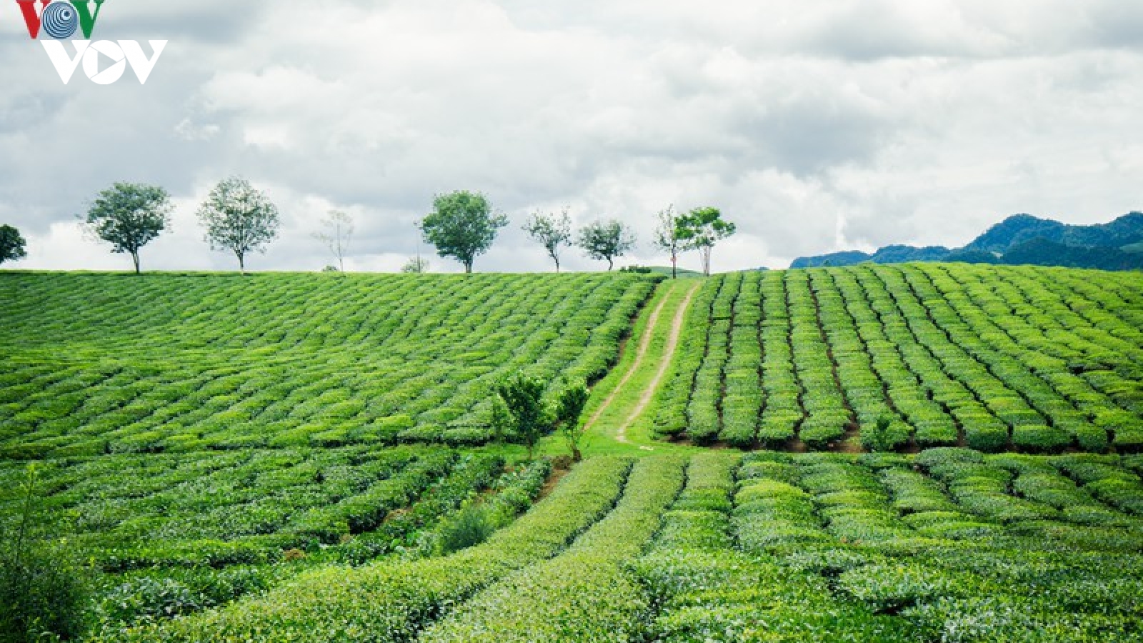 Du lịch Mộc Châu giải nhiệt cơn khát mùa hè