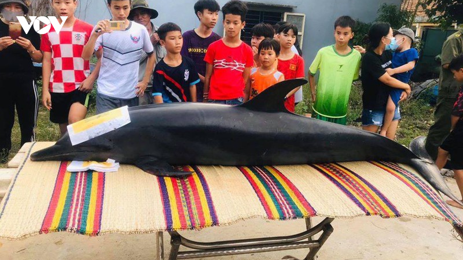 Ngư dân Quảng Nam chôn cất cá heo dài 2 mét
