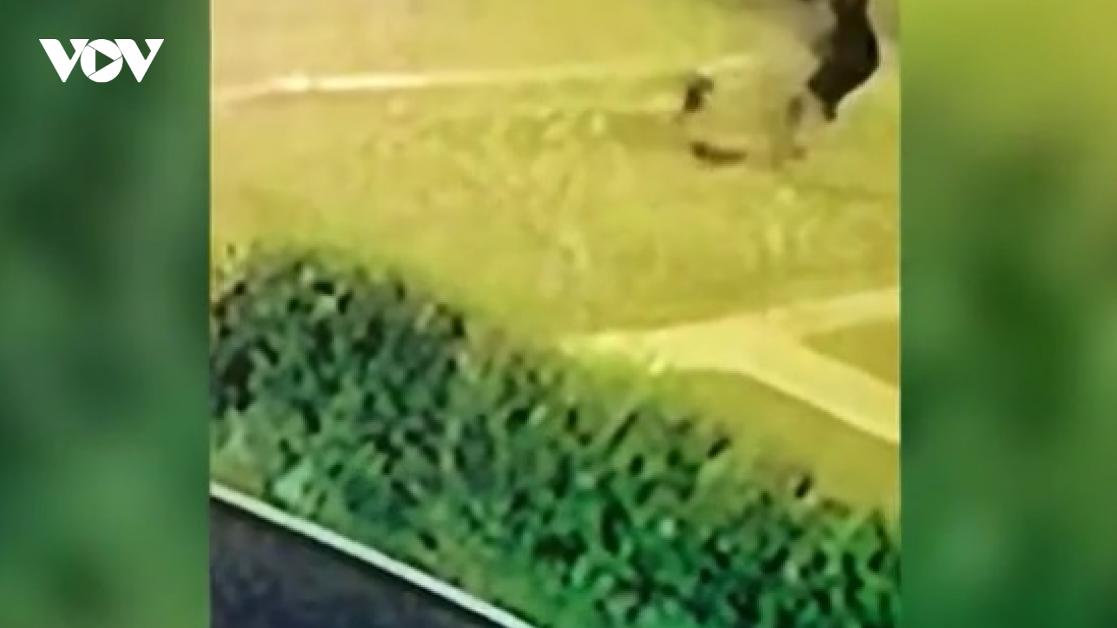 Video: Chú chó can đảm đuổi bọn trộm dù bị chém bằng dao