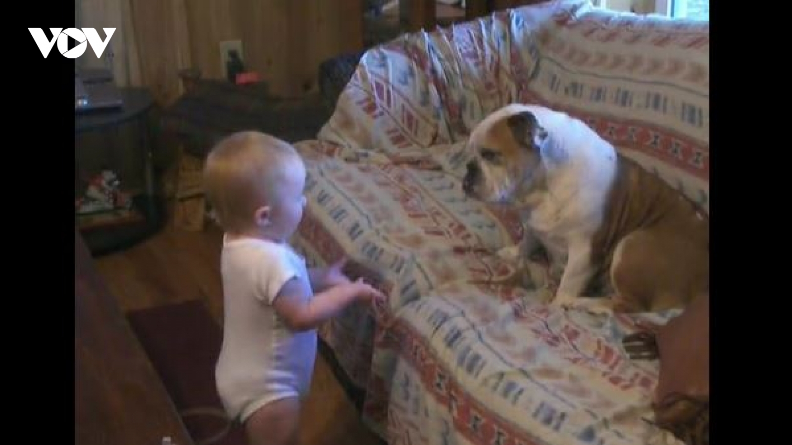 Video: Bật cười trước “cuộc cãi vã” om sòm giữa em bé và chú chó Bull