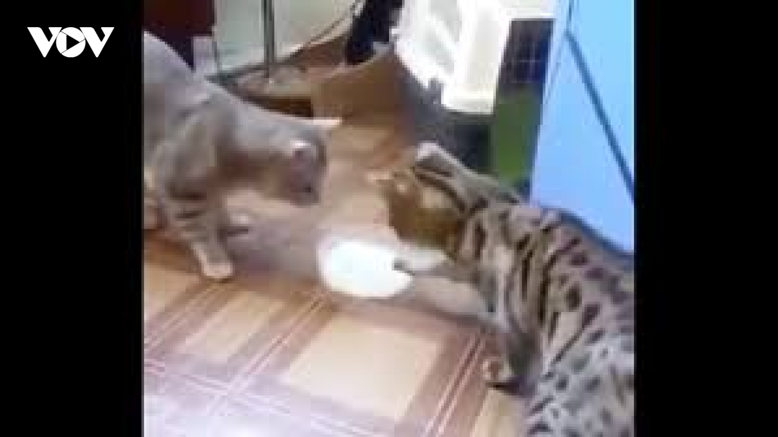 Video: Hai chú mèo “đùn đẩy” nhau bát sữa, không ai chịu uống trước