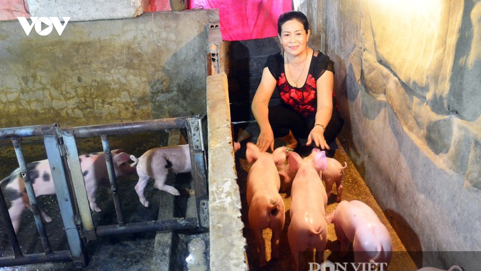 Kiên Giang: Nuôi heo “không giống ai”, vượt qua dịch tả, tiền thu đều đều