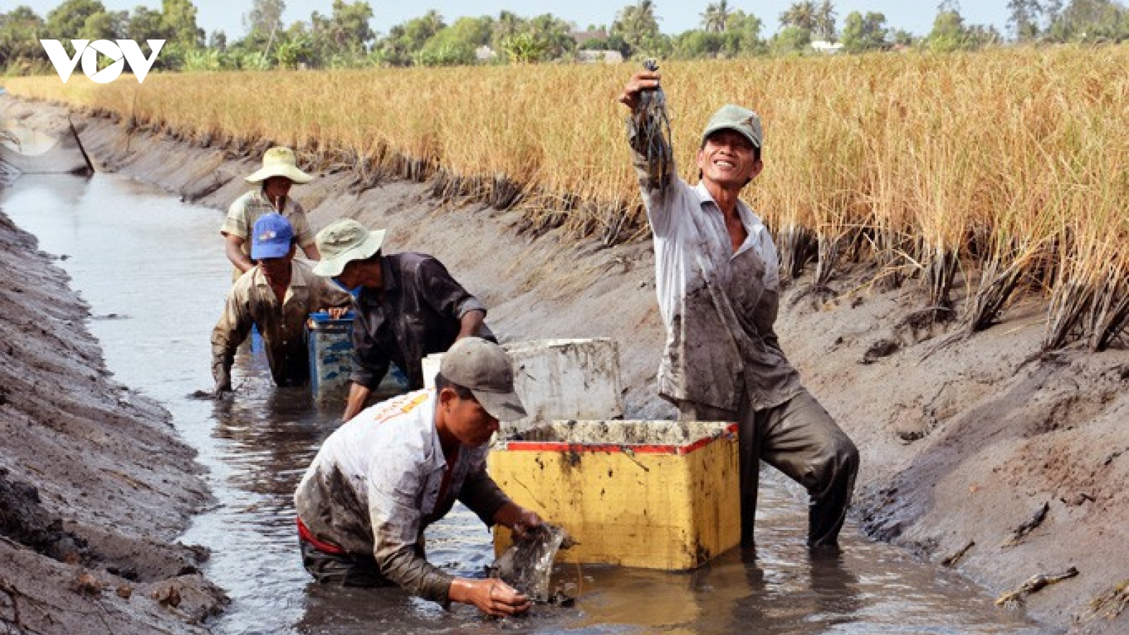 Nuôi tôm trong ruộng lúa, nông dân Kiên Giang lãi hàng trăm triệu