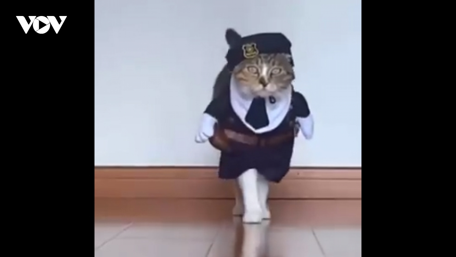 Video: Màn catwalk cực "thần thái" của mèo