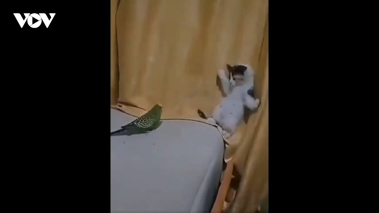 Video: Mèo con hoảng hốt né tránh khi vẹt đuôi dài đến gần