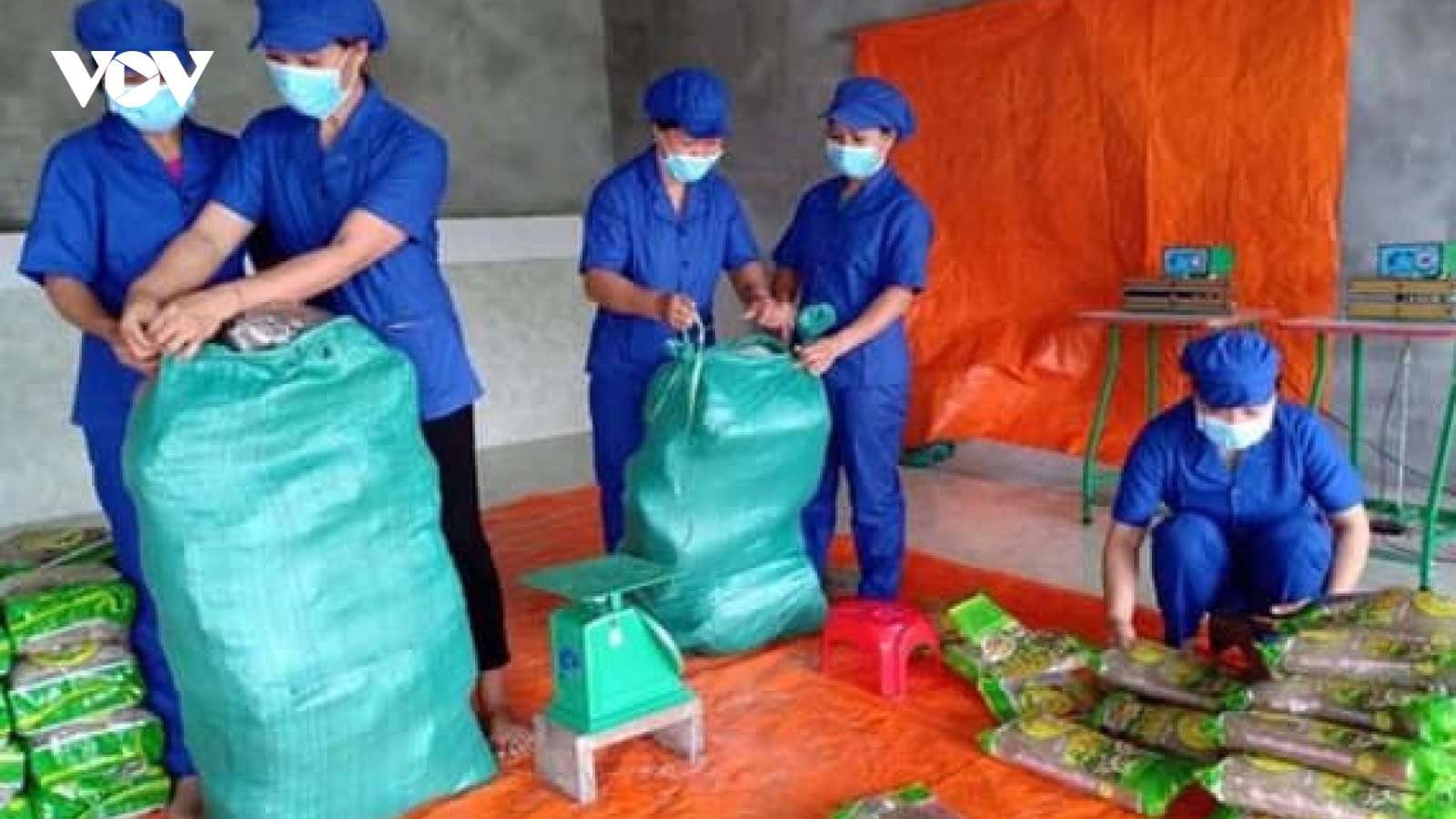 Miến dong Bắc Kạn lần đầu tiên xuất khẩu sang châu Âu