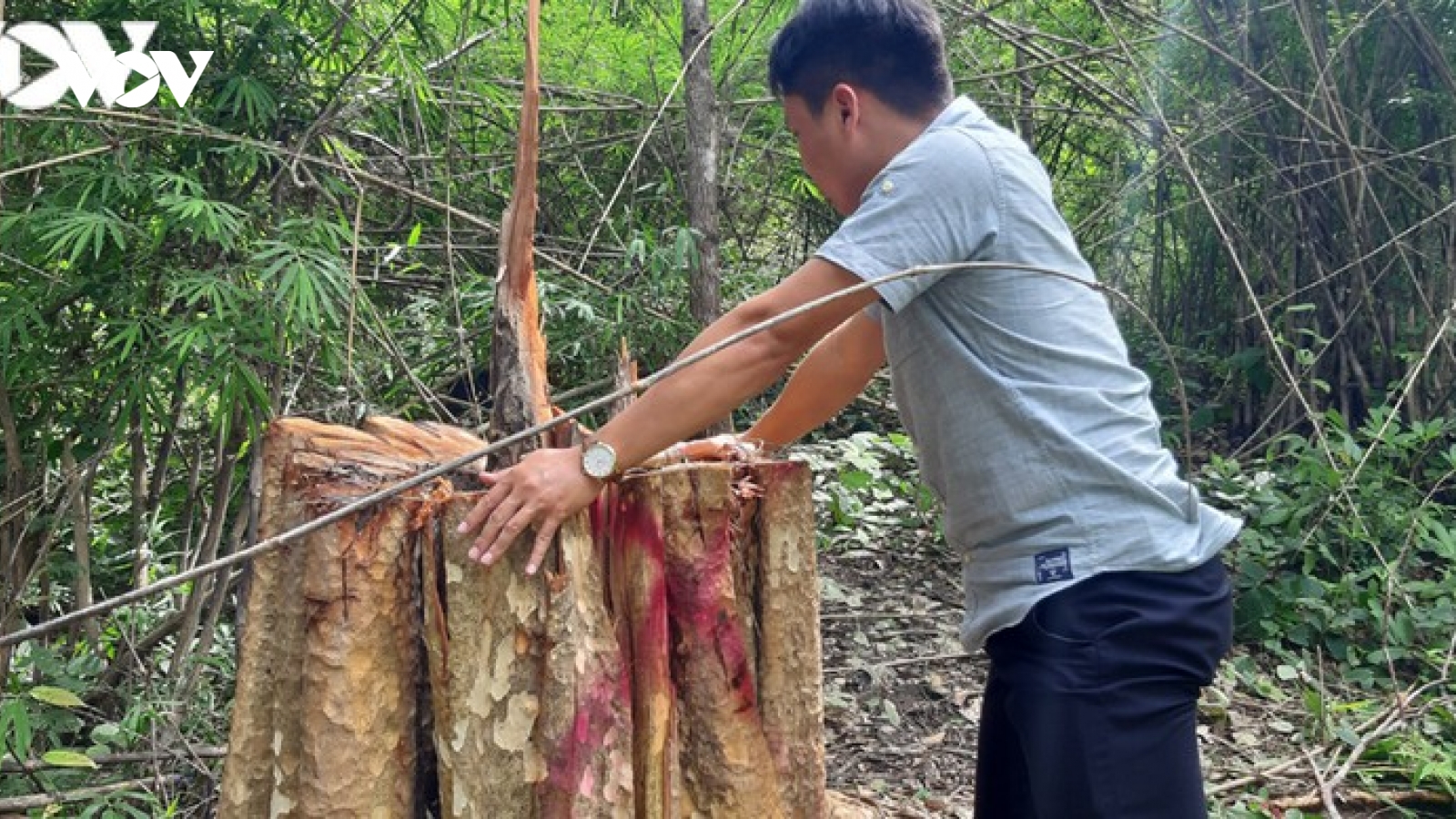 Bắt giữ 2 ôtô và 13 xe độ chế trong vụ phá rừng biên giới Gia Lai