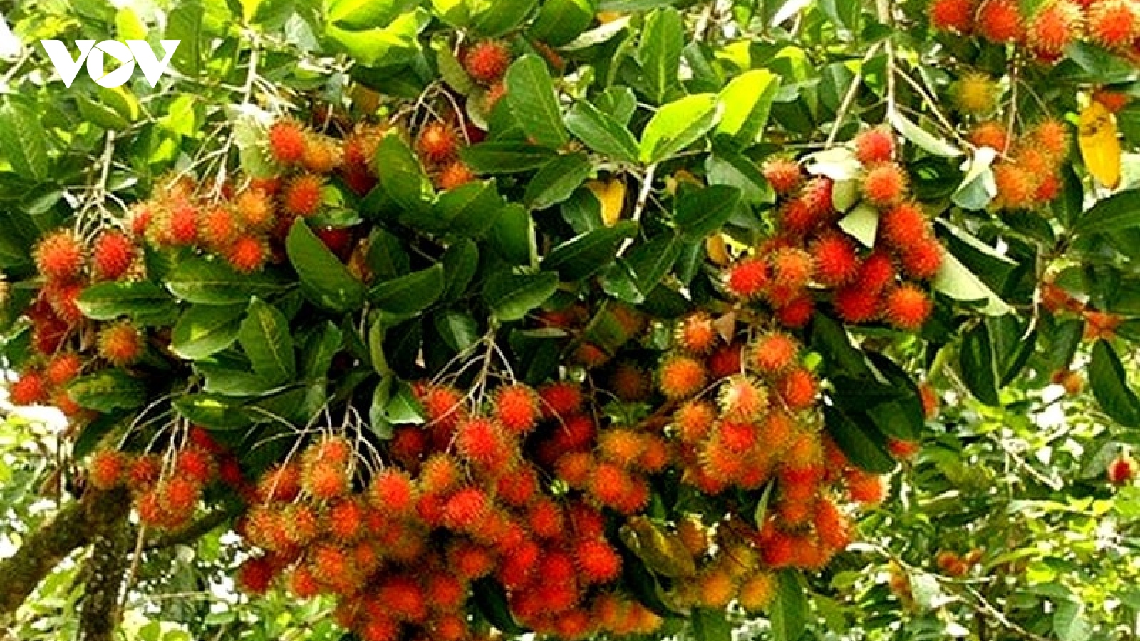 Rau quả Việt đắt hàng ở thị trường Thái Lan