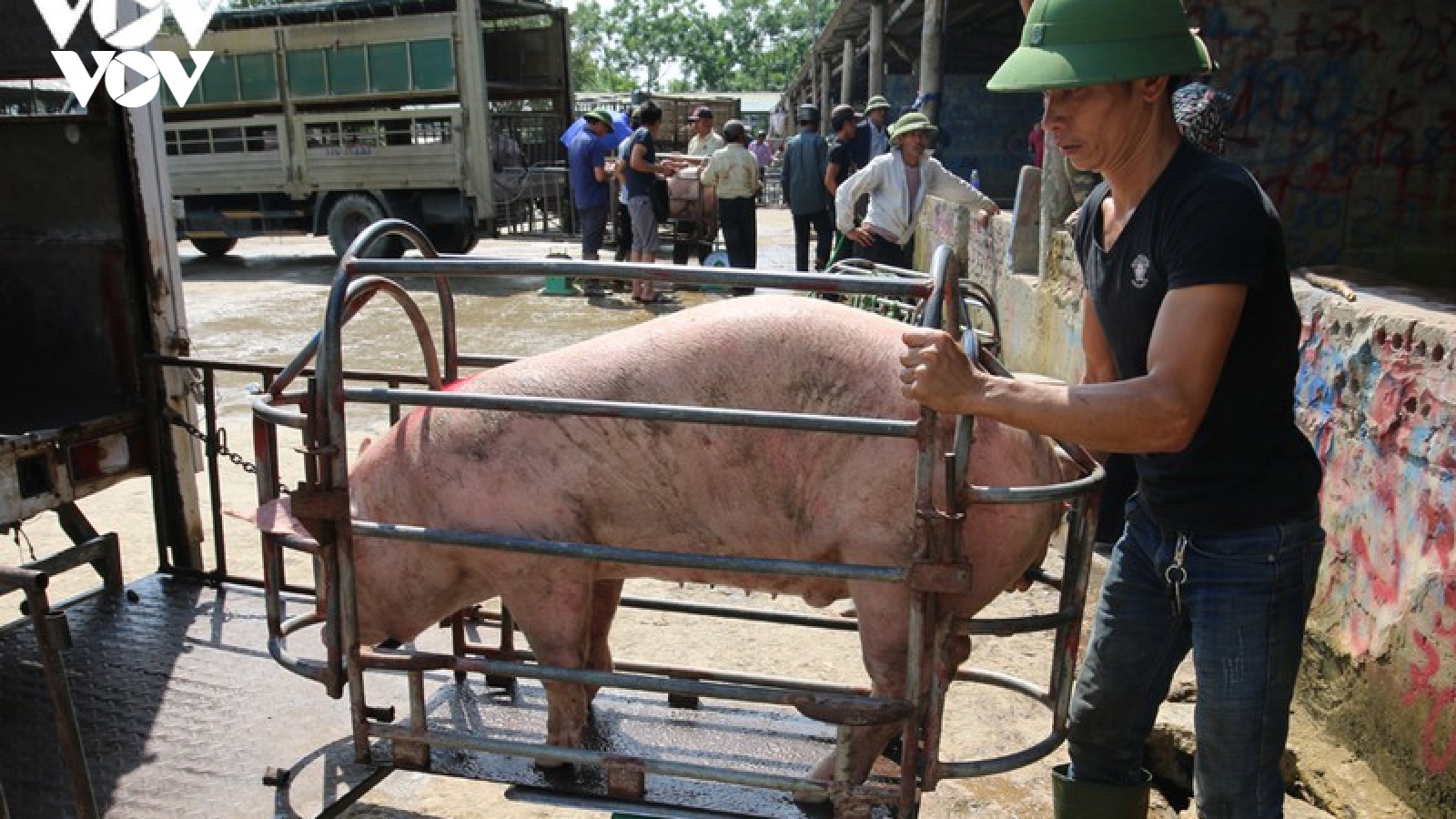 Giá lợn đổ dốc, người nuôi vội vàng bán tháo