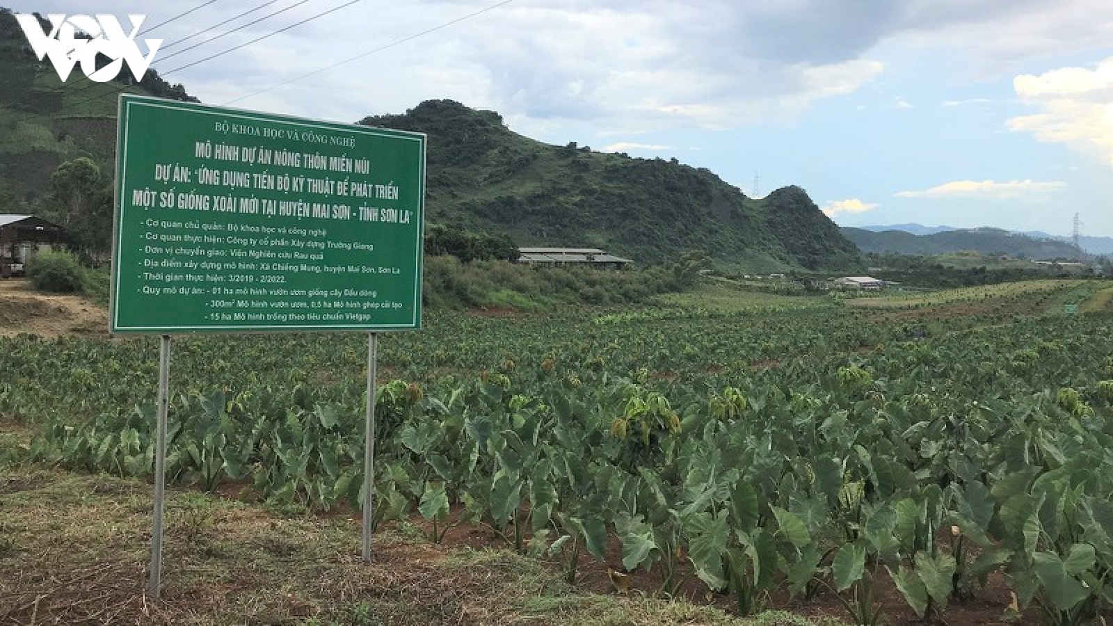 Đất núi Sơn La hóa “vàng” nhờ ứng dụng khoa học công nghệ