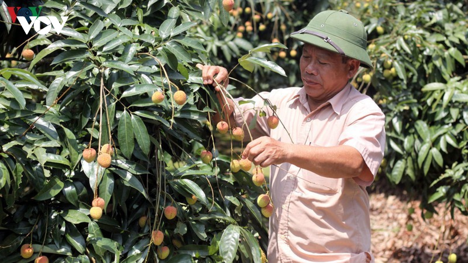 Việt Nam - Trung Quốc tháo gỡ khó khăn tiêu thụ nông sản do dịch Covid-19