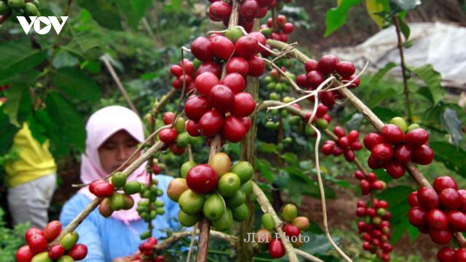Indonesia quyết tâm vượt Việt Nam về sản lượng cà phê