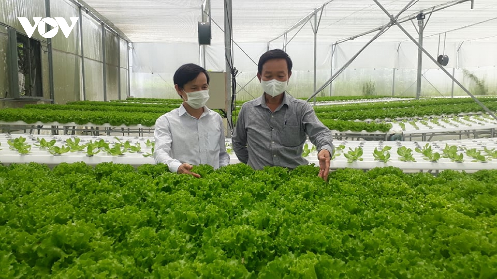 Nông dân Đà Nẵng phấn khởi vì tiêu thụ nông sản ổn định trong dịch bệnh