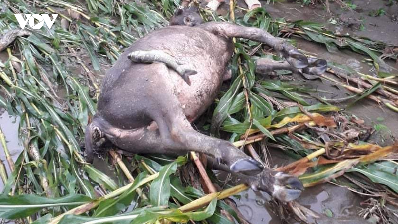 Mưa to kéo dài gây nhiều thiệt hại nặng tại Yên Bái