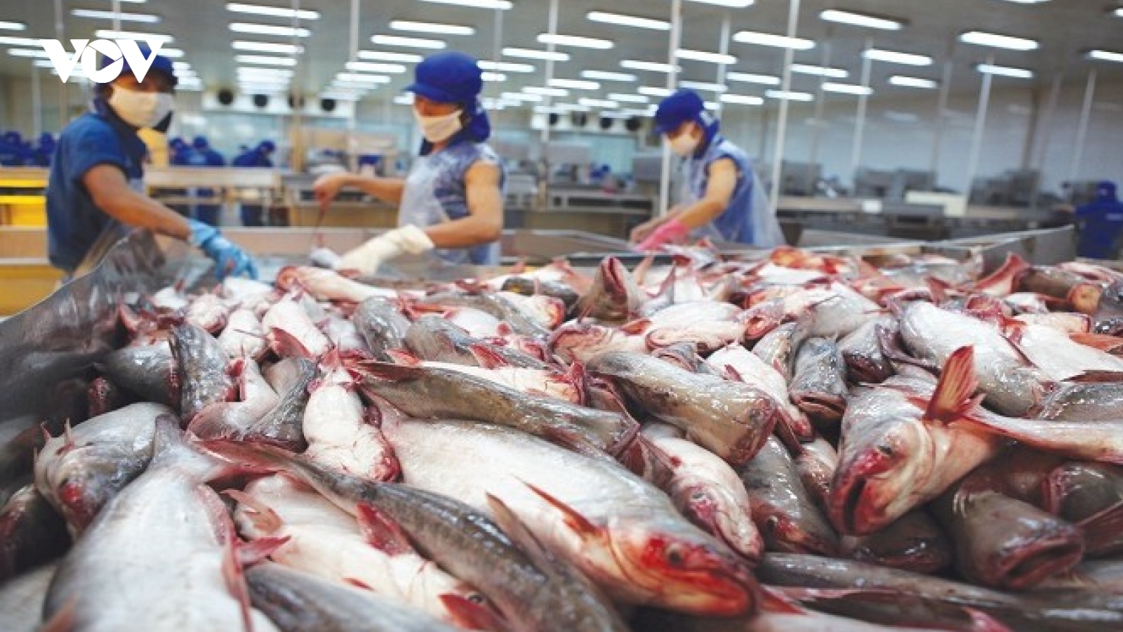 Xuất khẩu cá tra sang Mỹ tăng mạnh