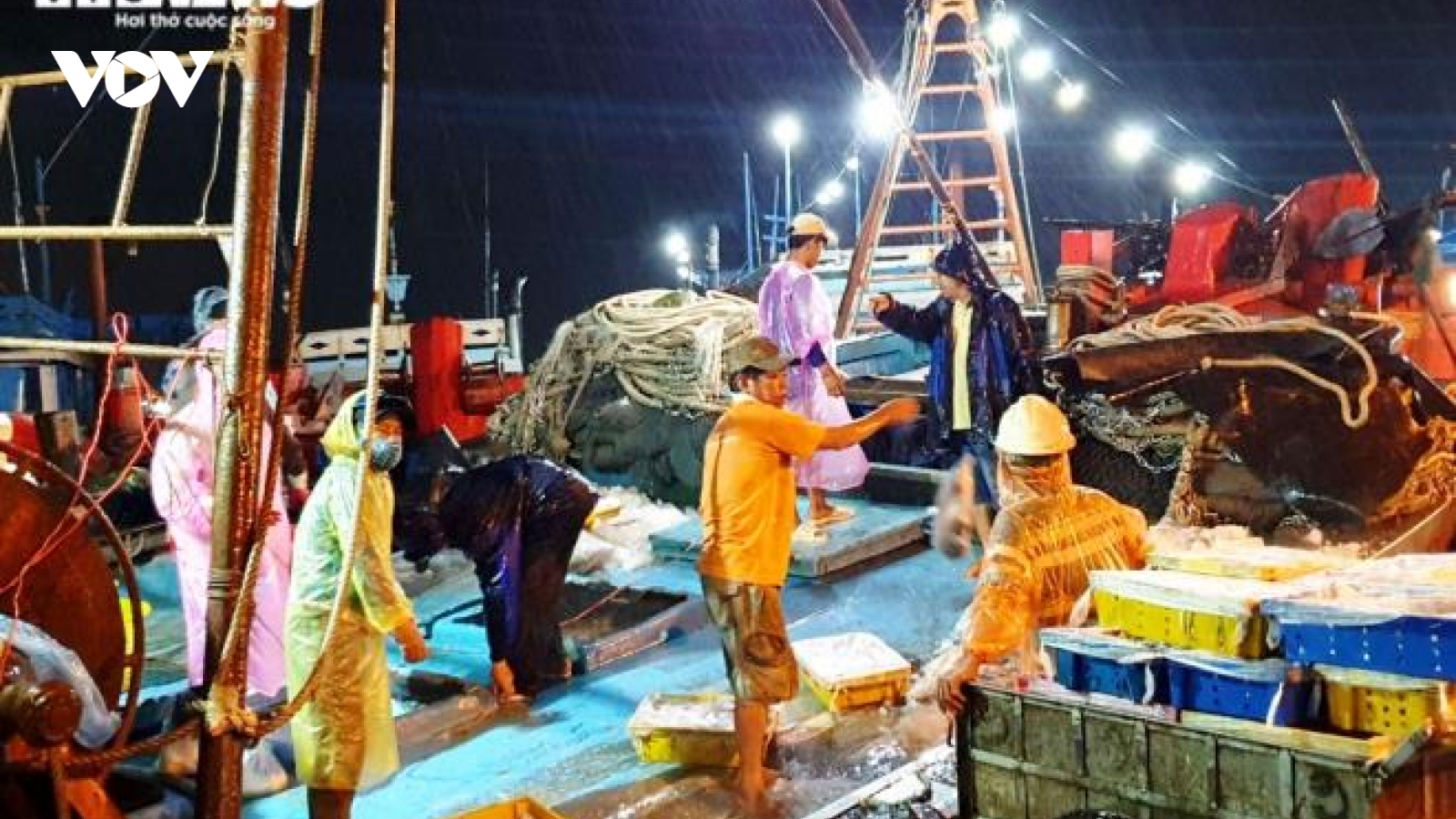 Hàng chục tàu thuyền cập bến Đà Nẵng, ngư dân đội mưa bốc cá trước bão số 5 đổ bộ