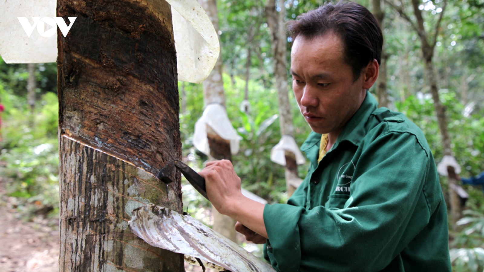 Bản làng vùng cao Lai Châu "hửng sáng" nhờ cây cao su