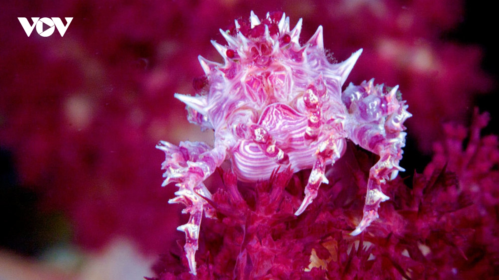 Chiêm ngưỡng “cua kẹo ngọt” ở vùng biển Lembeh (Indonesia)