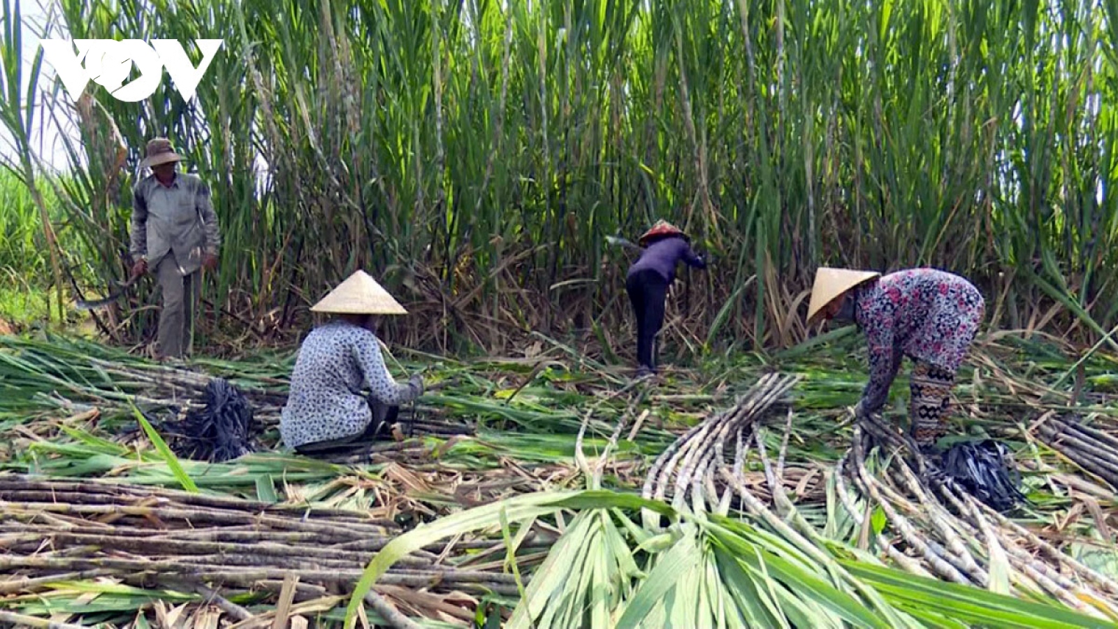 Khởi xướng điều tra đường mía có xuất xứ từ Thái Lan vào Việt Nam