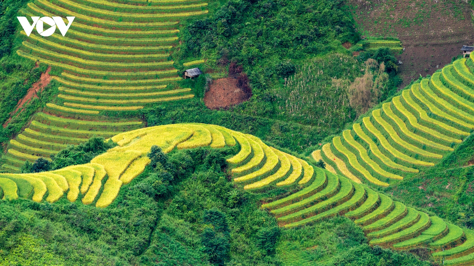 Ngây ngất trước vẻ đẹp ruộng bậc thang Mù Cang Chải mùa lúa chín