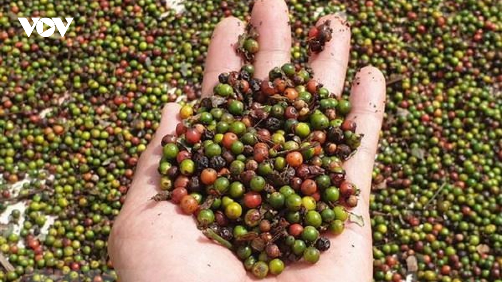 Nông sản Tây Nguyên gặp khó khi “bước chân” vào thị trường EU