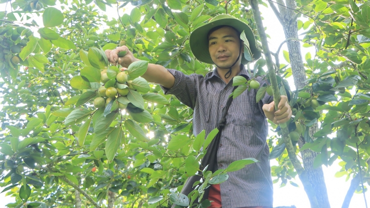 Hồng không hạt Bắc Kạn: Từ món quà quê thành thương hiệu