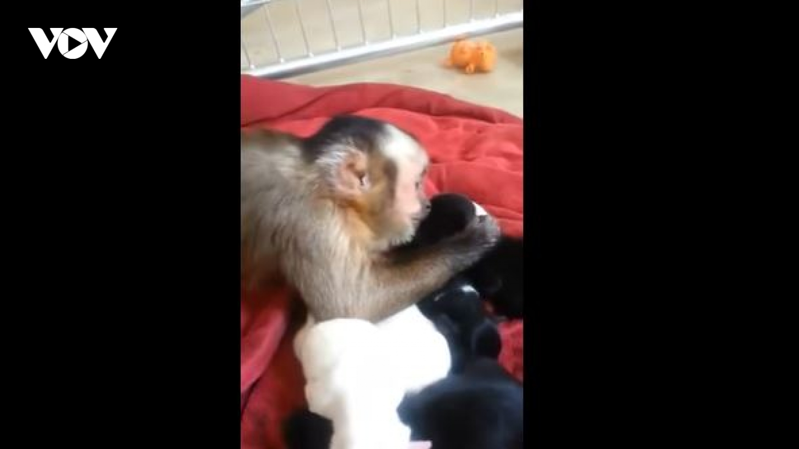 Video: Phản ứng đáng yêu của chú khỉ lần đầu gặp đàn cún con