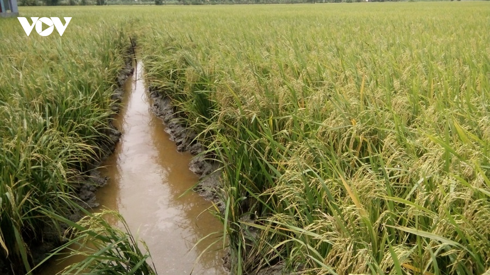 Sau hạn mặn, nông dân Tiền Giang được mùa, được giá vụ lúa Hè thu