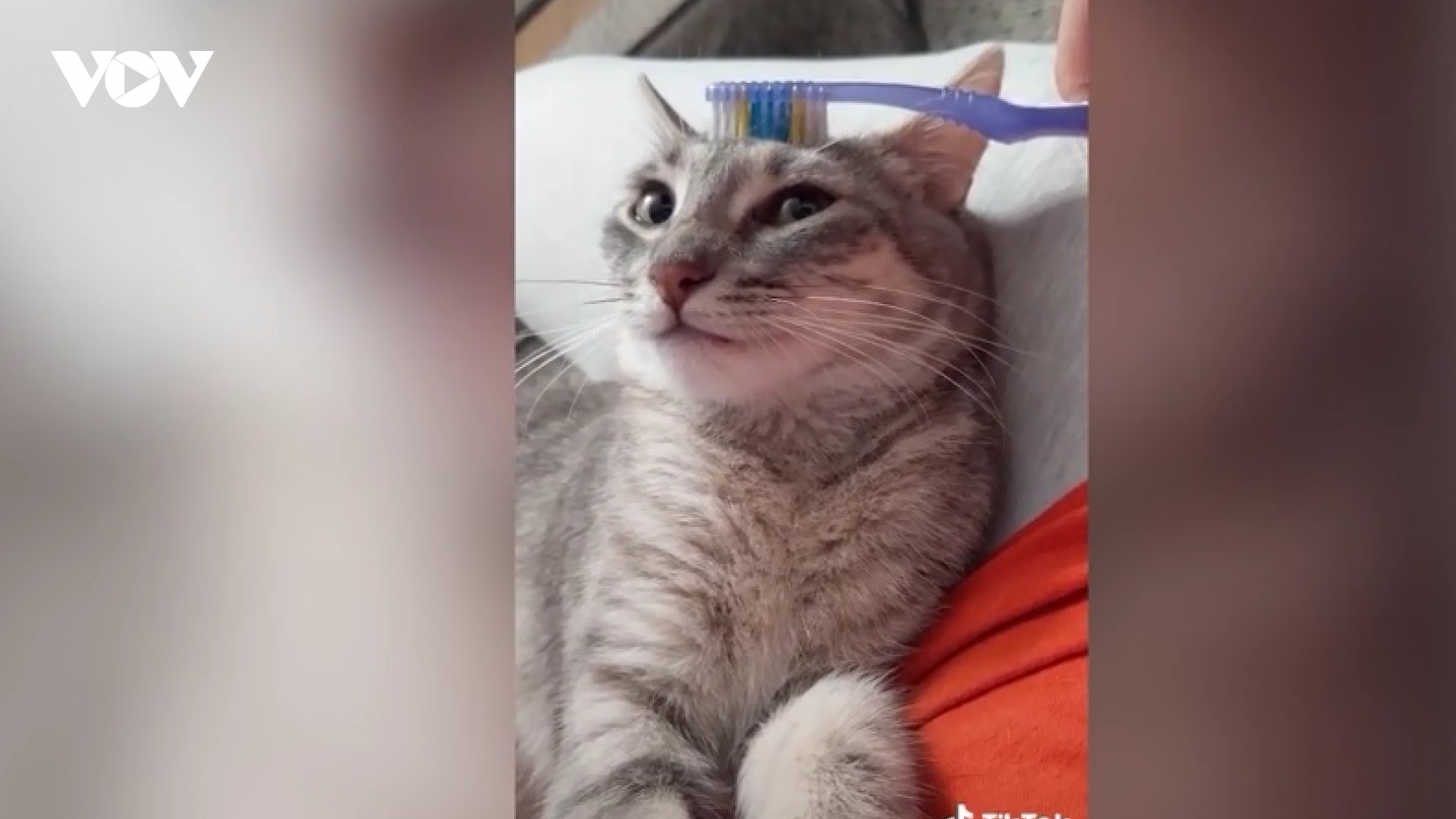 Video: Mèo xinh thích thú khi được vuốt ve bằng bàn chải mềm