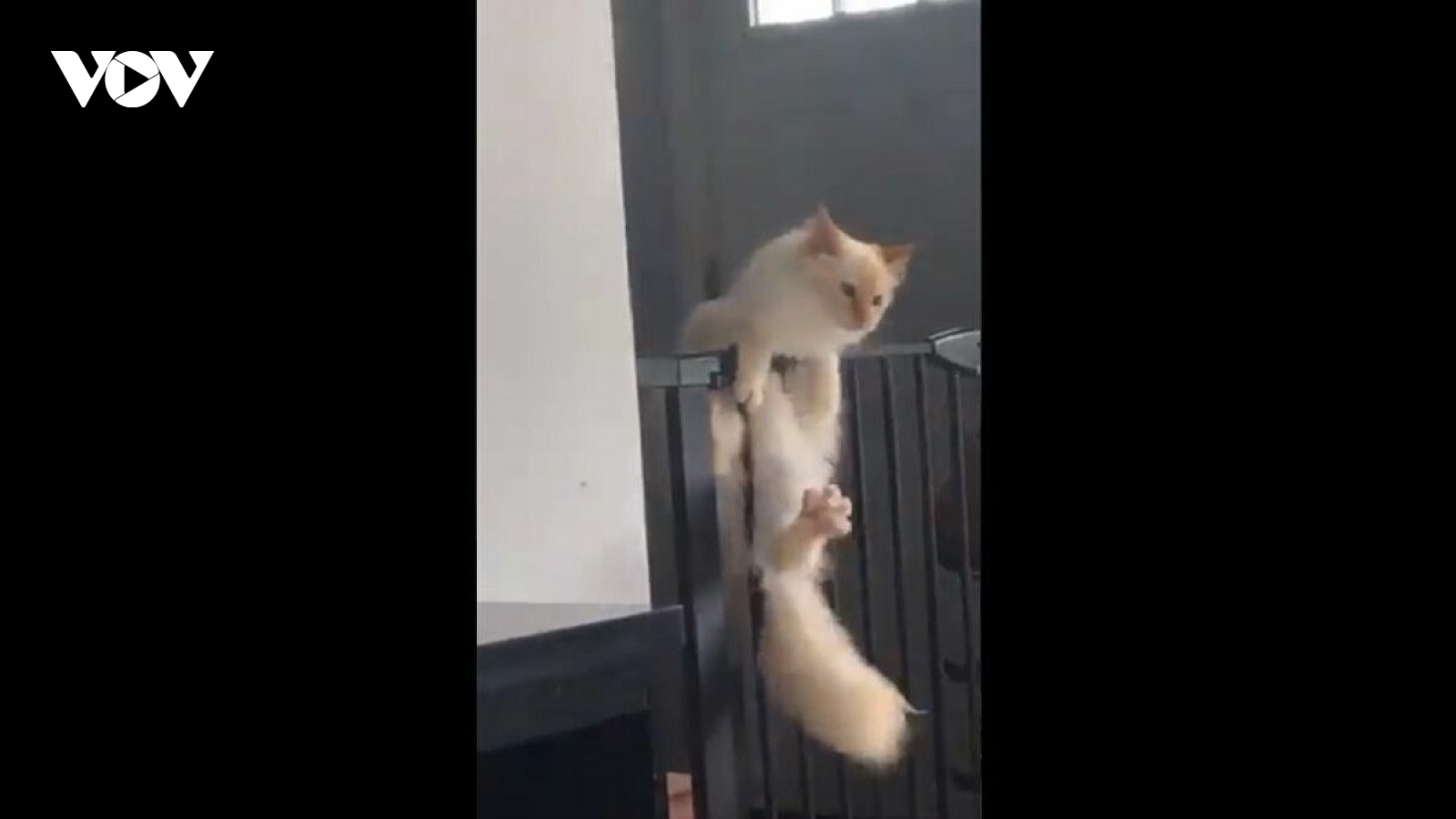 Video: Chú mèo “quá tự tin” vào khả năng leo trèo của mình