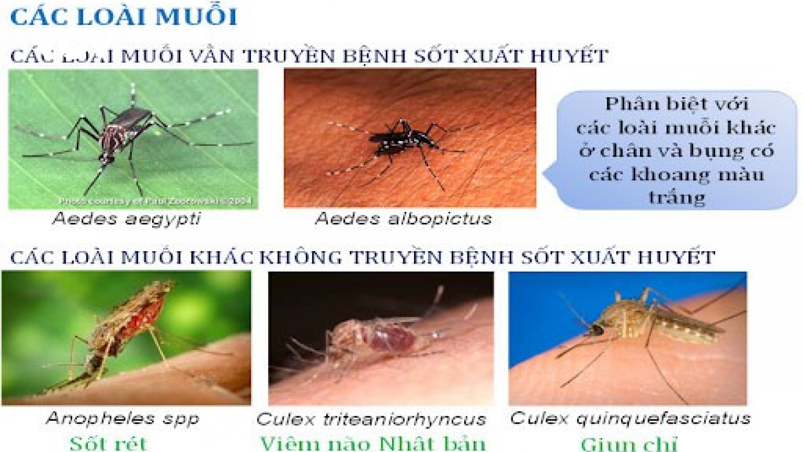 2 ca tử vong do sốt xuất huyết tại Hà Nội chỉ trong nửa tháng 