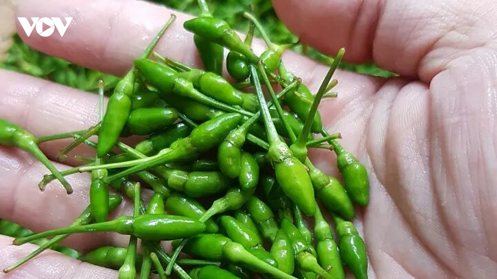 Gần triệu đồng một kg ớt gió Hà Giang