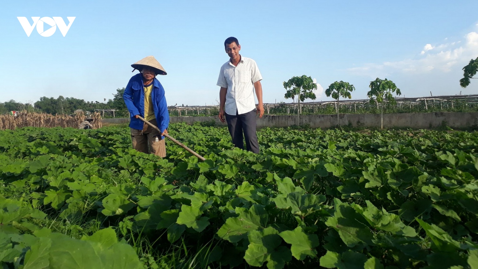 Liên kết sản xuất thực phẩm sạch đang chứng tỏ lợi thế