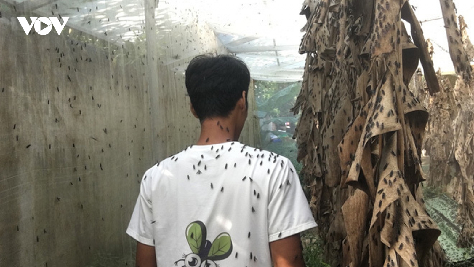 Nhiều nông dân thành tỷ phú nhờ nuôi…ruồi, ốc, ba ba, cá đặc sản