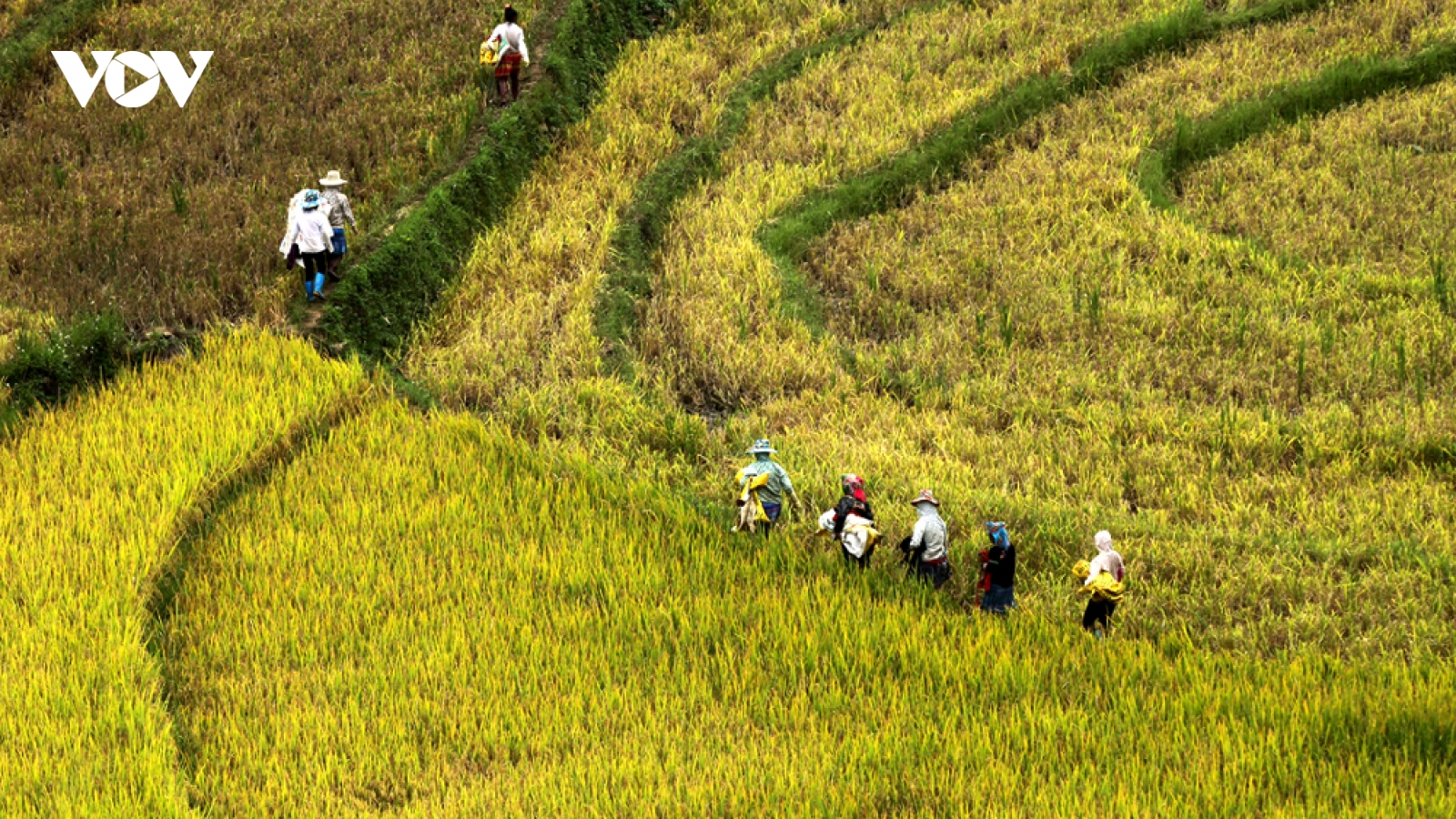 Nhộn nhịp mùa "vàng" trên rẻo cao Tả Lèng
