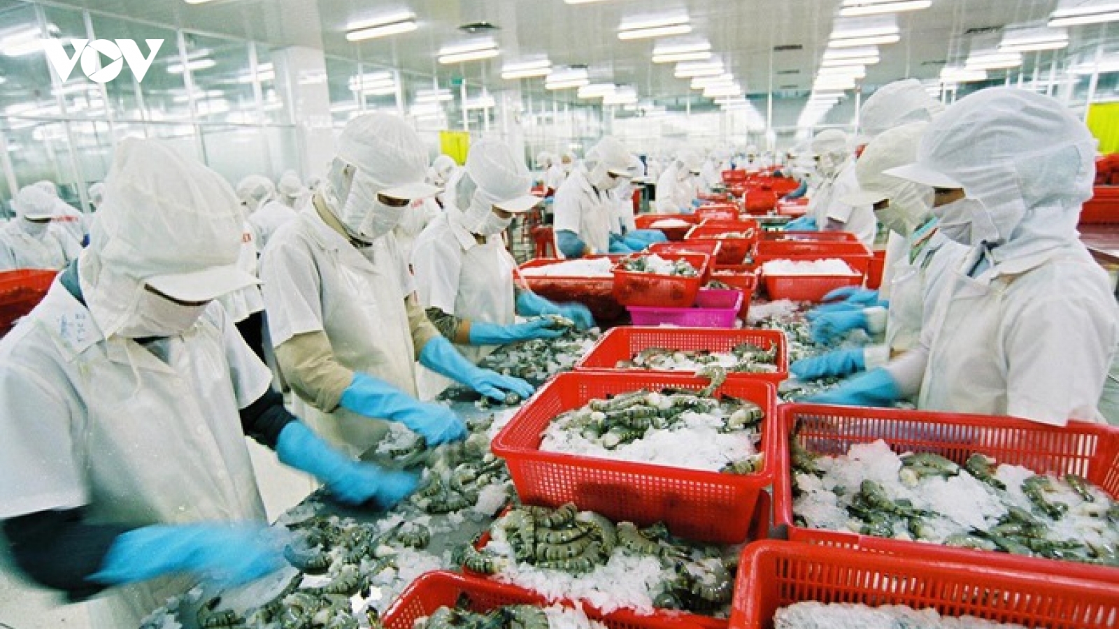 Xuất khẩu tôm sang EU tăng 10% sau khi EVFTA có hiệu lực