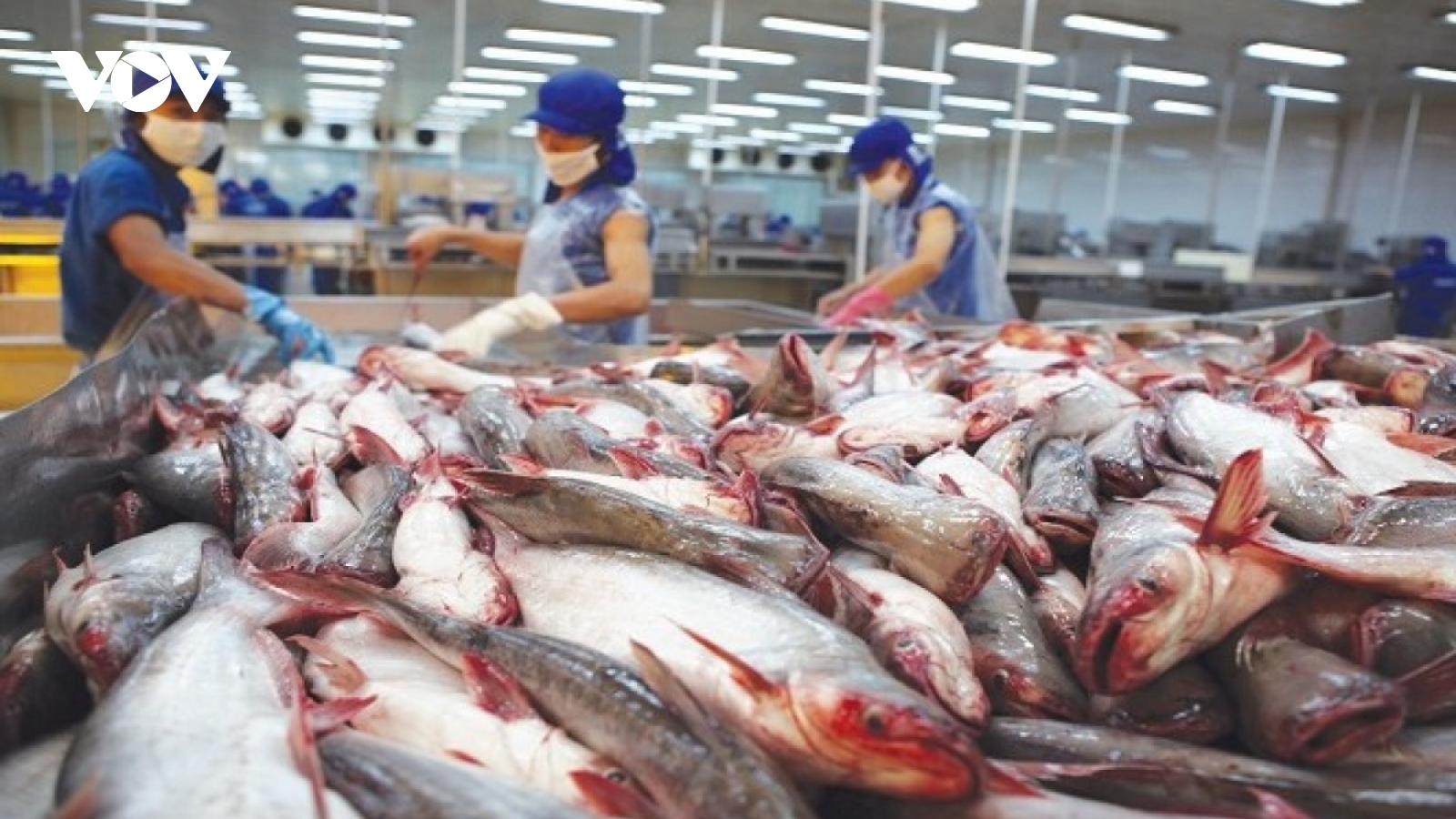 Tra fish exporters pin high hopes on EVFTA