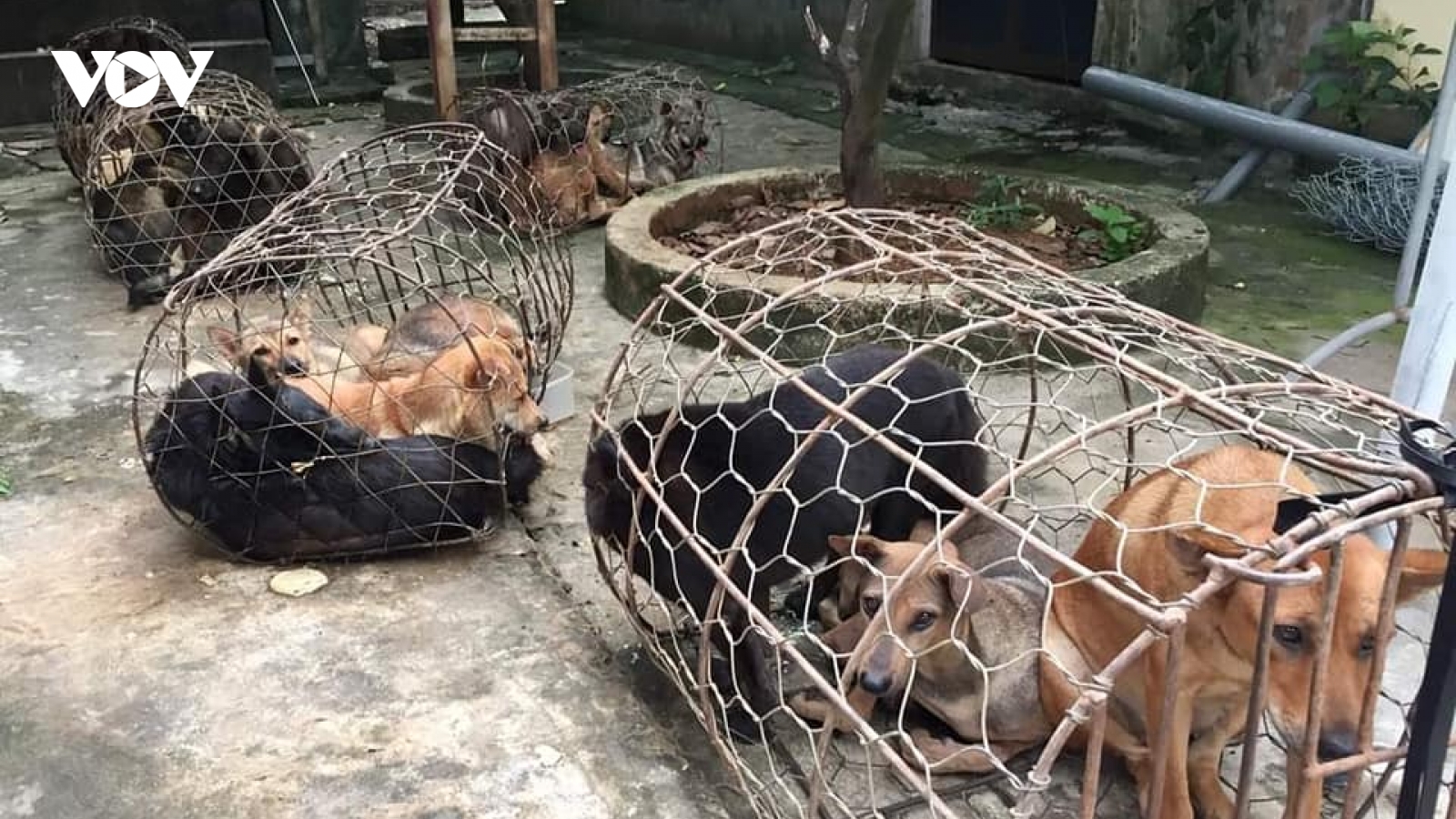 Nhóm đối tượng mỗi đêm trộm gần nửa tấn chó