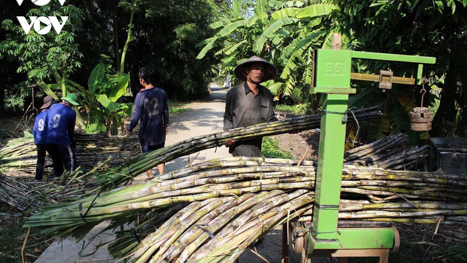 Giá mía ở Hậu Giang giảm mạnh so với đầu vụ